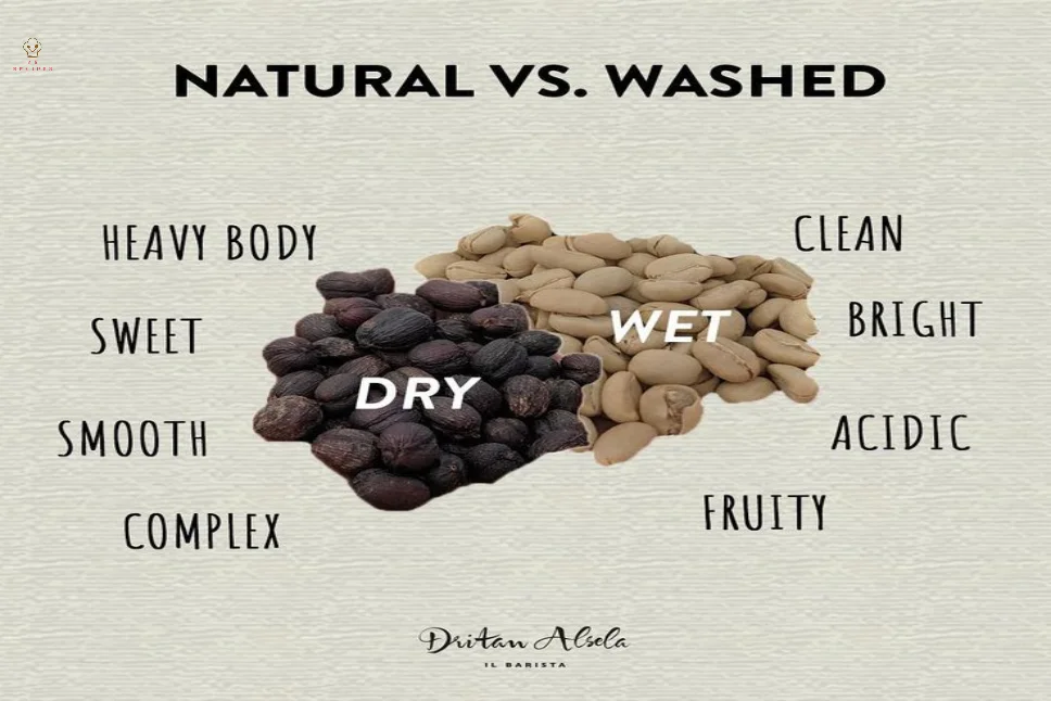 Washed vs Natural Coffee