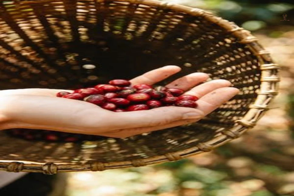 Natural Coffee Beans