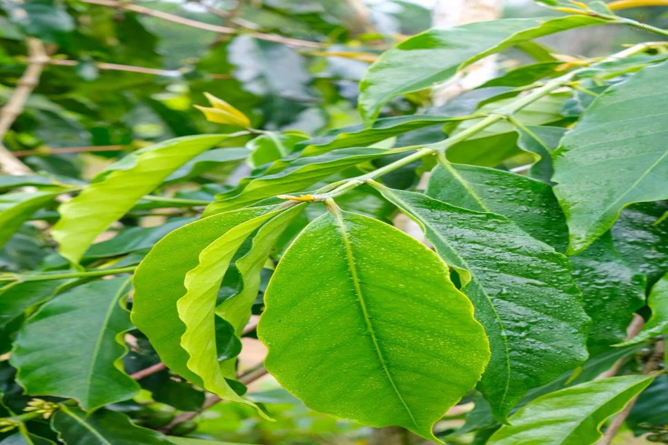 Coffee Leaf