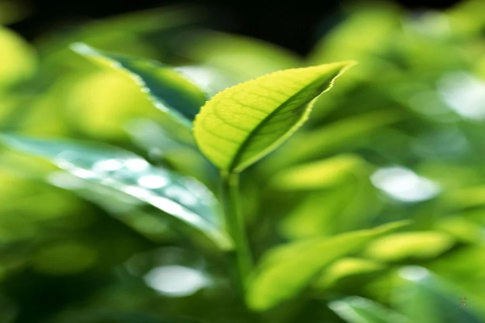 Coffee Leaf