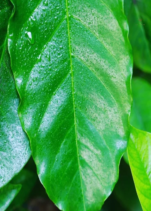 Coffee Leaf